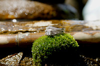 SavannahandRock_Ornamentals7
